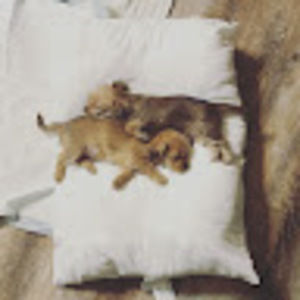 Meet your Posher, Ines